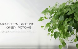 现代诗歌绿萝，现代诗歌绿萝是谁写的