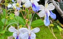 蓝蝴蝶的诗意何在？