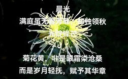 菊花在诗中绽放何意？
