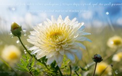 诗歌小野菊新诗是否直抵当下心灵共鸣？