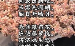 诗歌为何能像多肉般可爱？