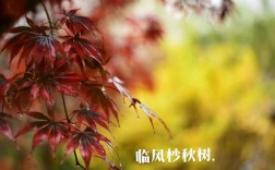 香山红叶诗歌，为何独醉秋色？