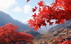 红叶诗歌，香山红叶诗歌