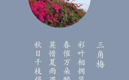 三角梅入诗，藏了什么情思？