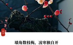 写梅花的名言，写梅花的名言警句