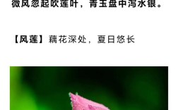 夏雨落诗行，是凉意还是诗意的回响？