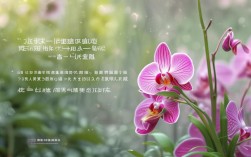 胡适诗歌，胡适诗歌兰花草