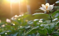 今年中秋，桂花诗句里藏着哪些古人智慧？