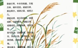 芦苇诗中藏着什么？