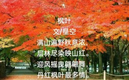 赞美枫叶的诗歌，赞美枫叶的诗歌大全