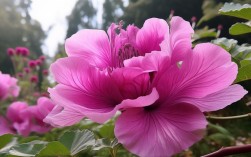 蜀葵的诗歌，藏着怎样的花语与心事？