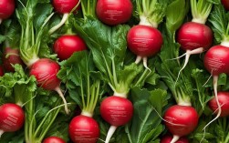 萝卜名言，萝卜名言100句简短