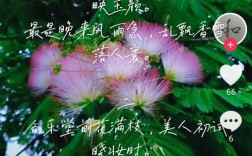 合欢花诗歌，合欢花诗歌大全