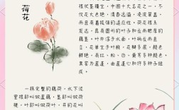 荷花名言，蕴含何种深意？