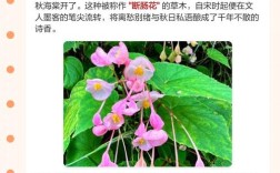 海棠诗中藏何情？