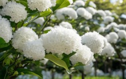 白玉兰的诗意，藏着怎样的春天？