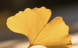 银杏 诗歌，银杏诗歌现代诗