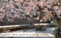 梅尧臣诗歌有何独特艺术价值？