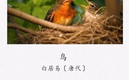 诗歌中的鸟，是飞动的诗眼还是灵魂的回响？