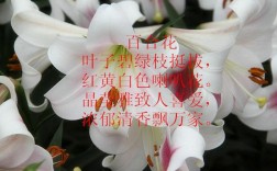 诗歌改编，百合花诗歌改编