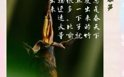 春笋诗中藏何意？