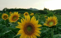 向阳生长，诗里藏着什么光？