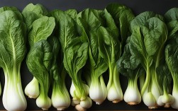 青菜入诗，2025年最新创作灵感何在？