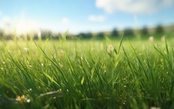 小草诗歌作文，最新创作灵感与教学应用指南？