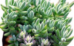 诗歌如何多肉？