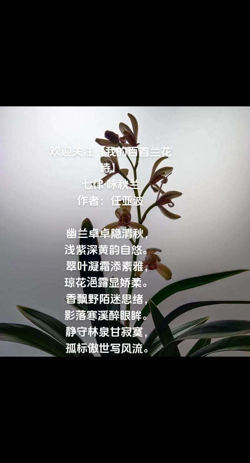 兰诗何以写尽千年幽香？-图2