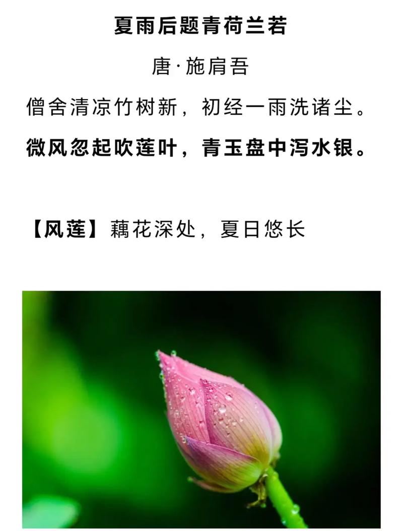 夏雨落诗行，是凉意还是诗意的回响？-图1