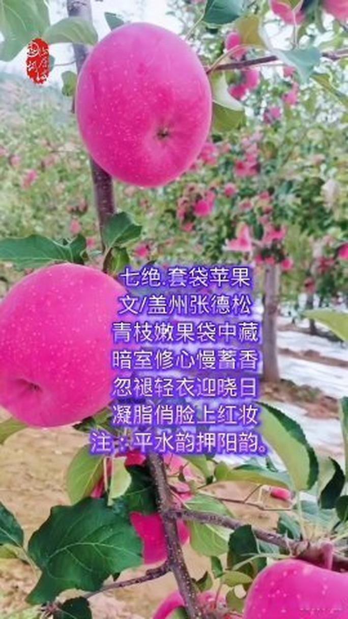 关于苹果的诗歌-图1