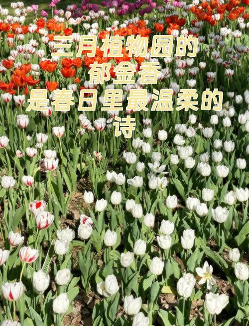 郁金香 外国诗歌-图3