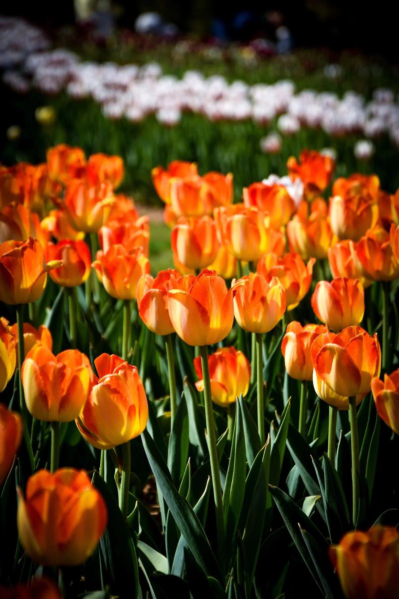 郁金香 外国诗歌-图2