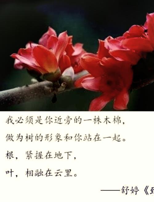 木棉树诗歌，藏着怎样的春日心事？-图2