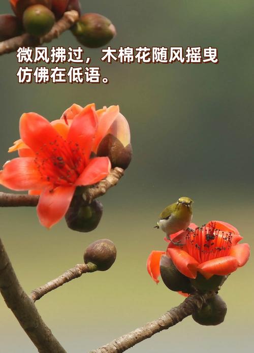 木棉树诗歌，藏着怎样的春日心事？-图3
