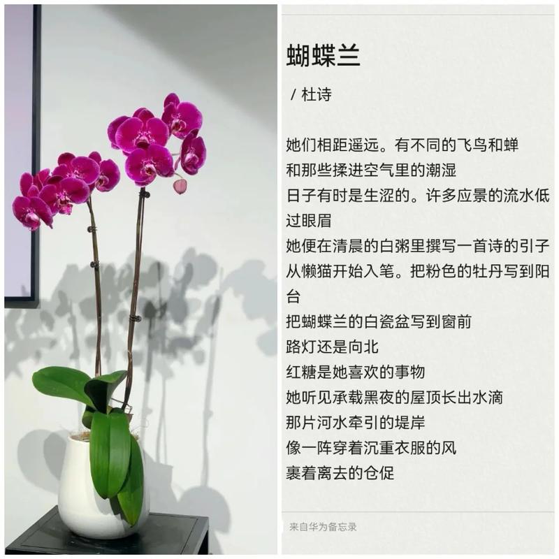 诗歌空气里藏着怎样的呼吸与回响？-图1