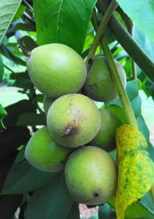 核桃如何写出诗的滋味？-图3