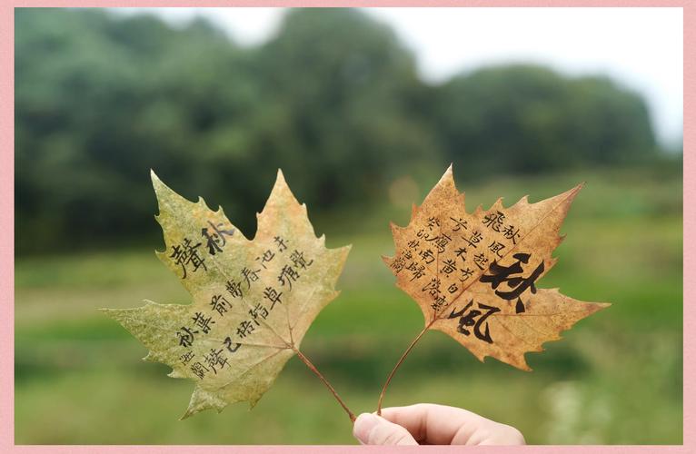 叶子名言藏着怎样的生命智慧?-图1 叶子名言藏着怎样的生命智慧?-图1