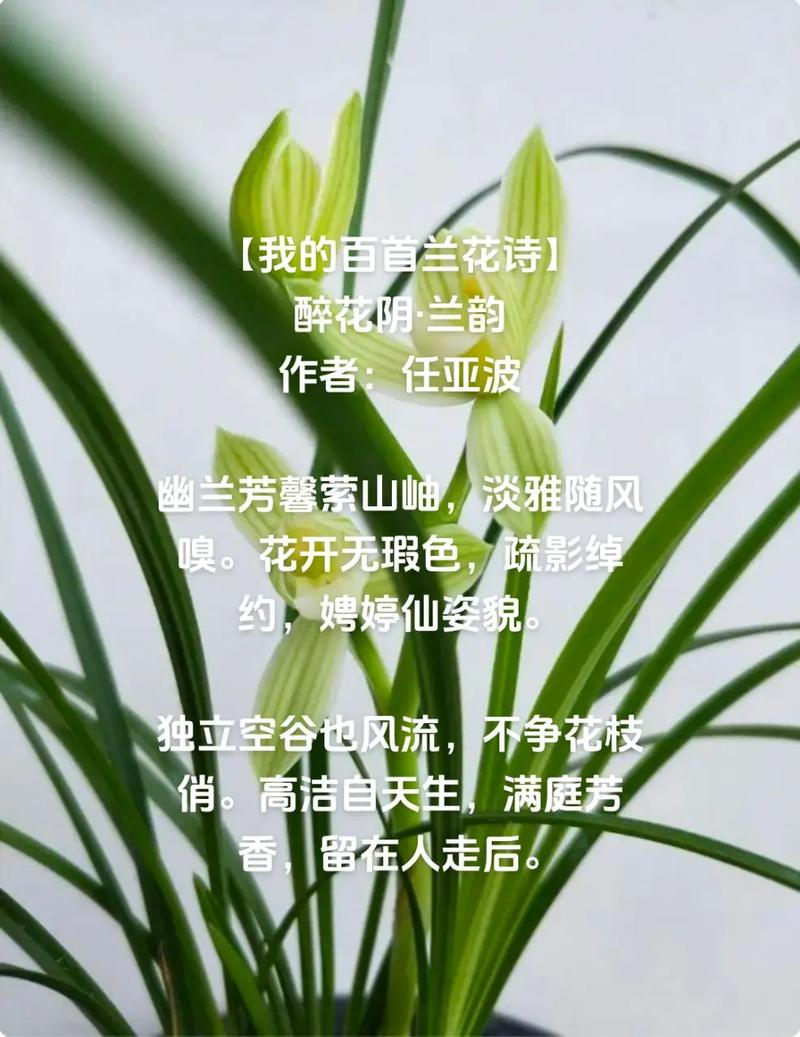 兰花何以入诗，诗魂何处寻？-图2