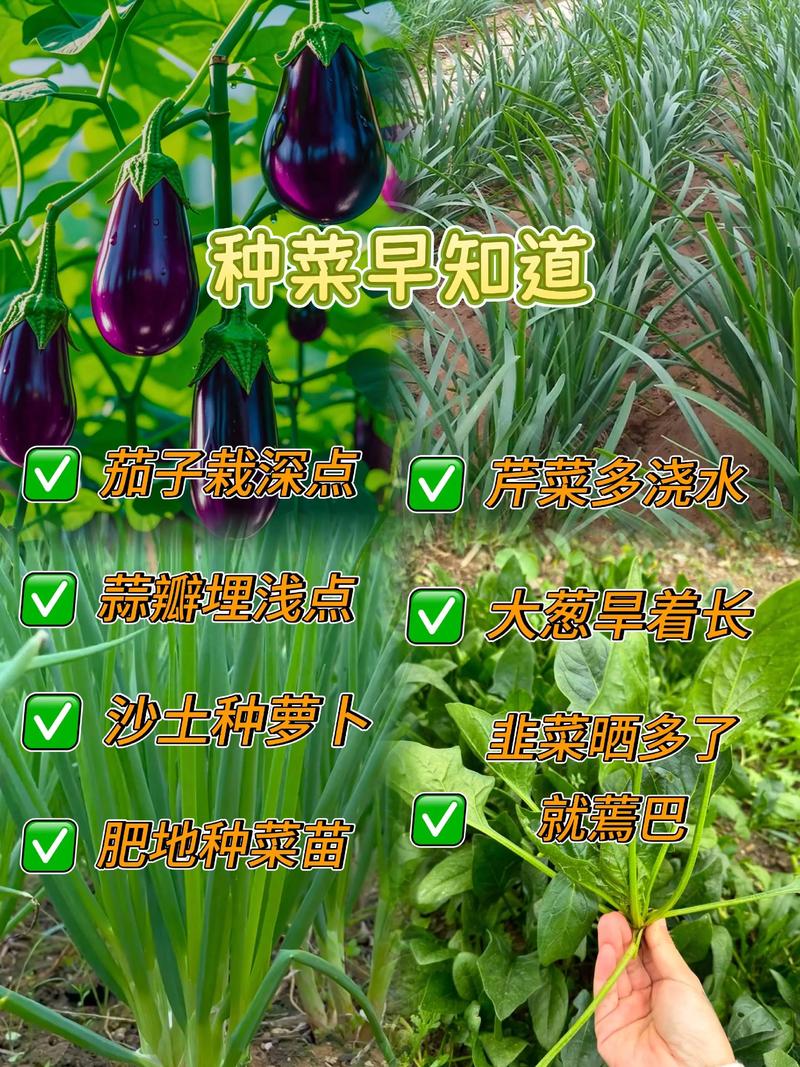 种菜的名言,种菜的名言警句-图2 种菜的名言,种菜的名言警句-图2