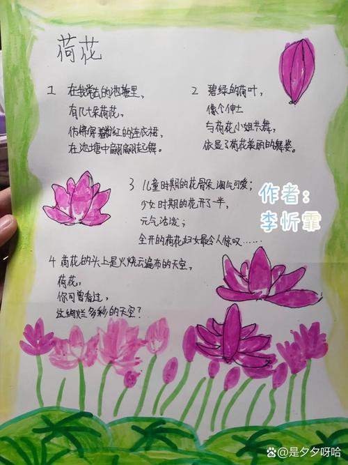 现代诗如何赞美荷花的新意境？-图2