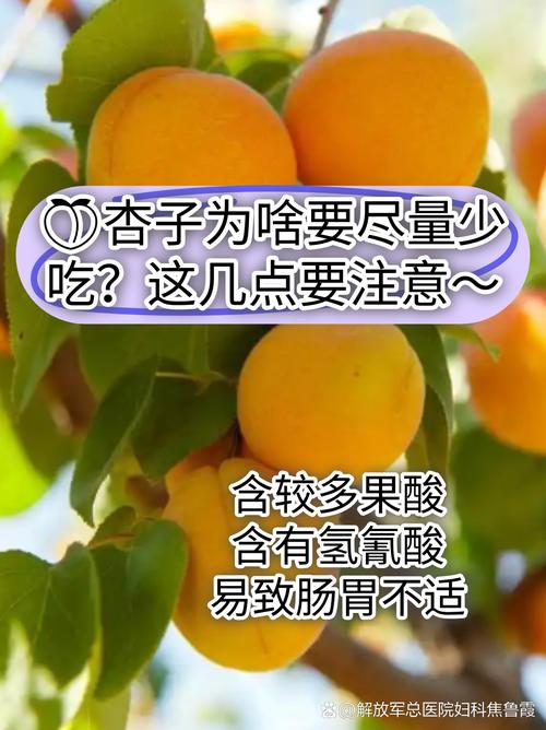 杏子名言，杏子的语录-图2