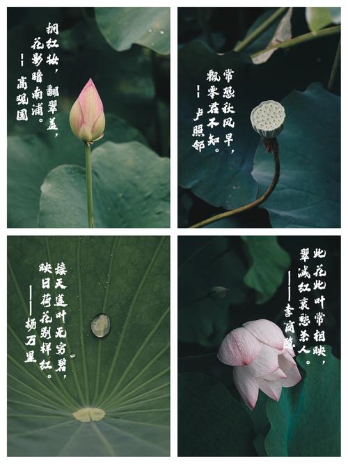 荷花诗歌,千年咏荷何为魂?-图2 荷花诗歌,千年咏荷何为魂?-图2