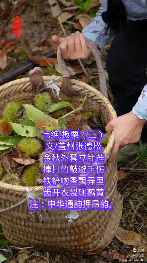 板栗诗歌-图2 板栗诗歌-图2