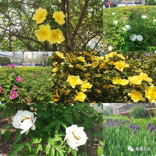 小蜜蜂的诗歌-图3