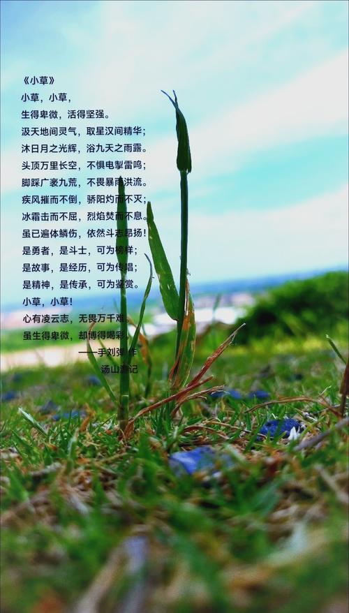 小草诗歌歌词藏着什么生命诗意?-图2 小草诗歌歌词藏着什么生命诗意?-图2