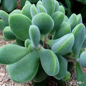 诗歌如何多肉?-图3 诗歌如何多肉?-图3