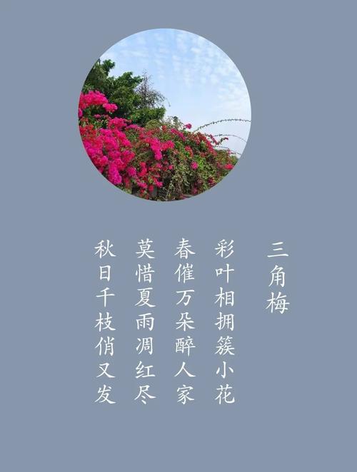 三角梅入诗,藏了什么情思?-图1 三角梅入诗,藏了什么情思?-图1