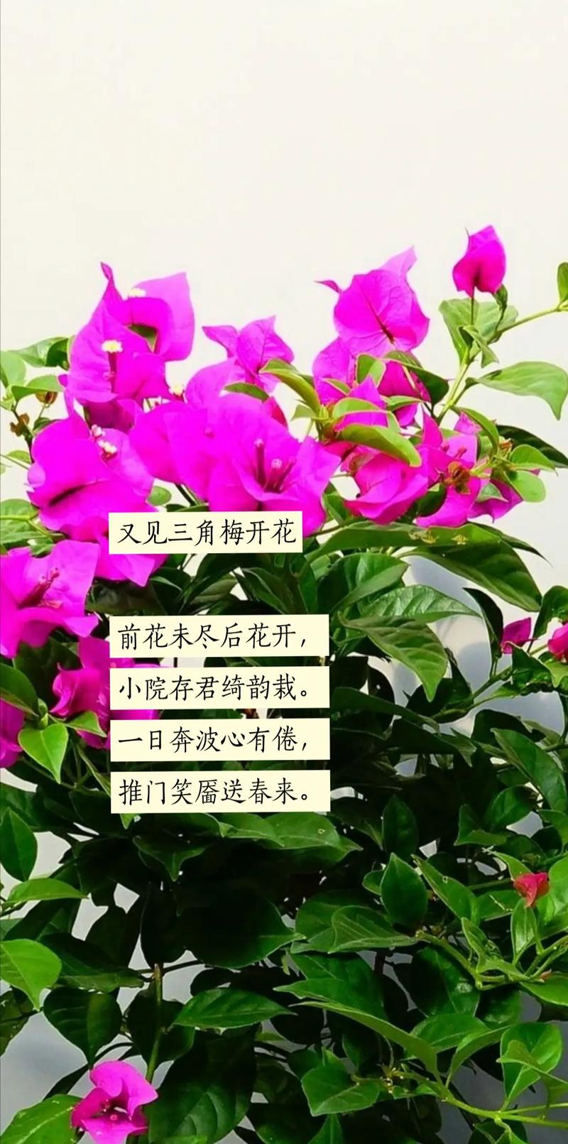 三角梅入诗,藏了什么情思?-图2 三角梅入诗,藏了什么情思?-图2